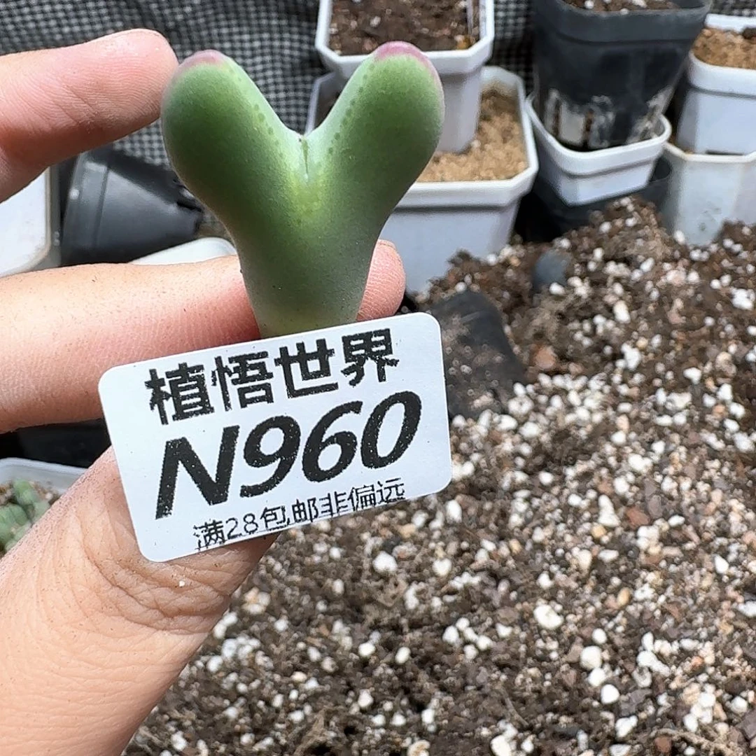 多肉植物的润泽吃吧