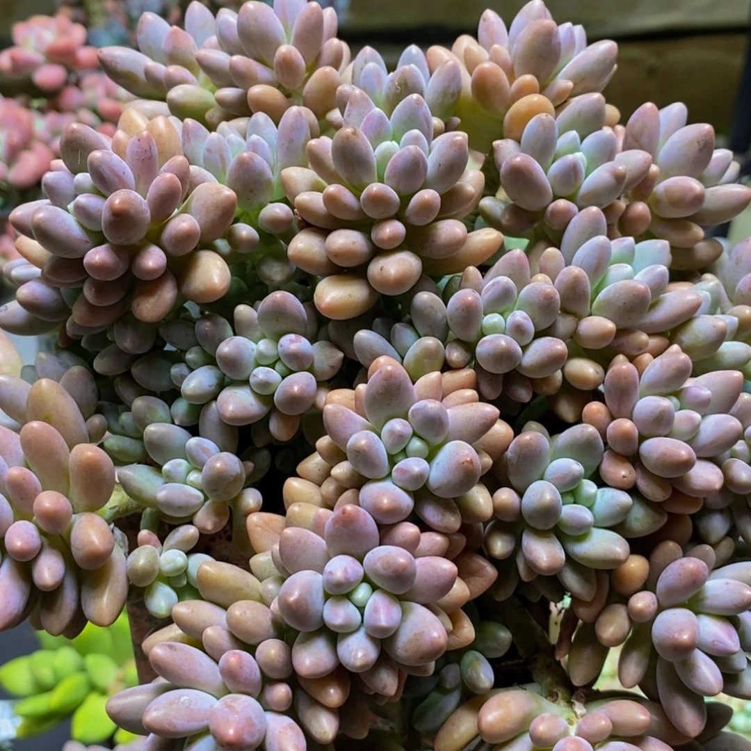 157星黛露20cm多肉