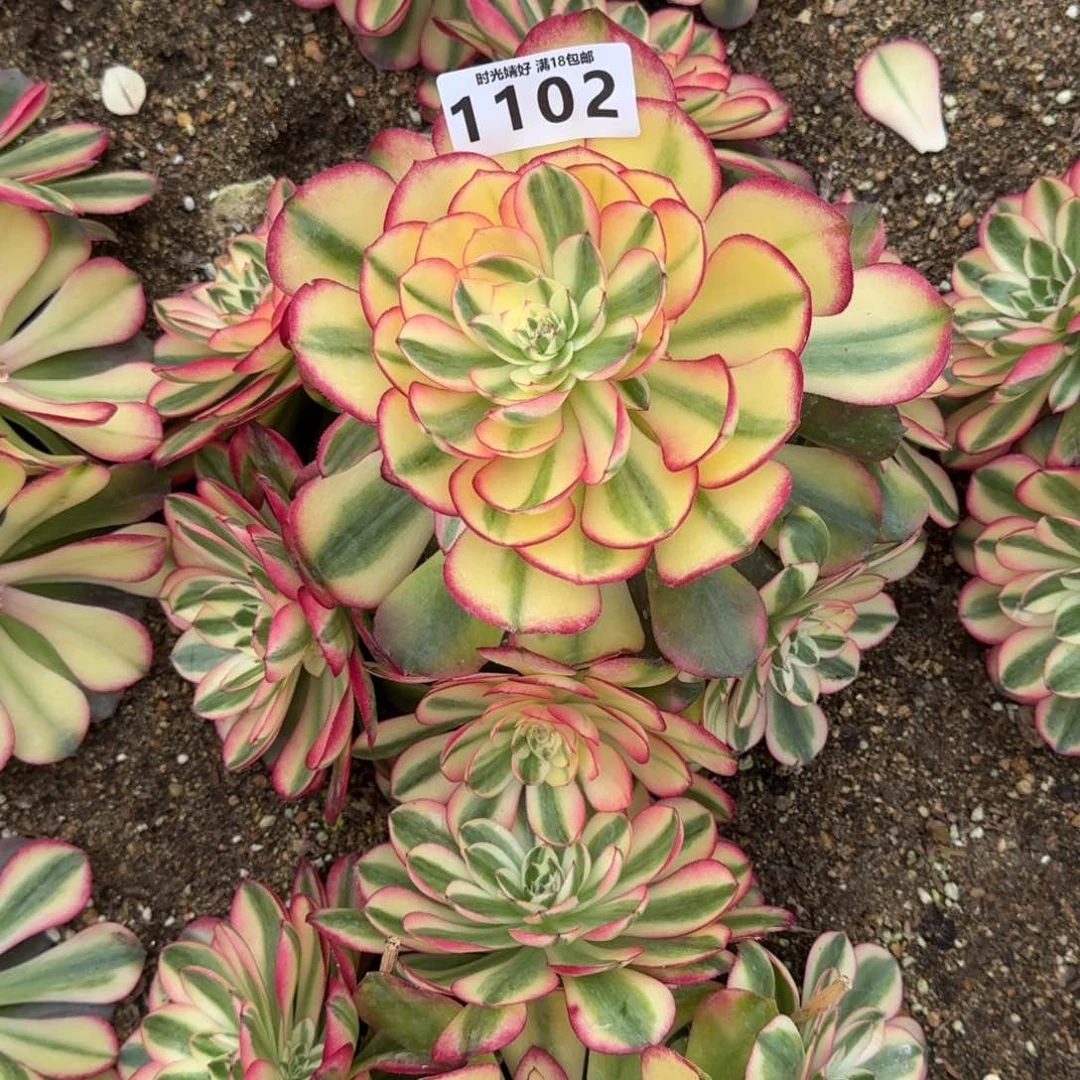 生*1102 1103荔枝多肉植物