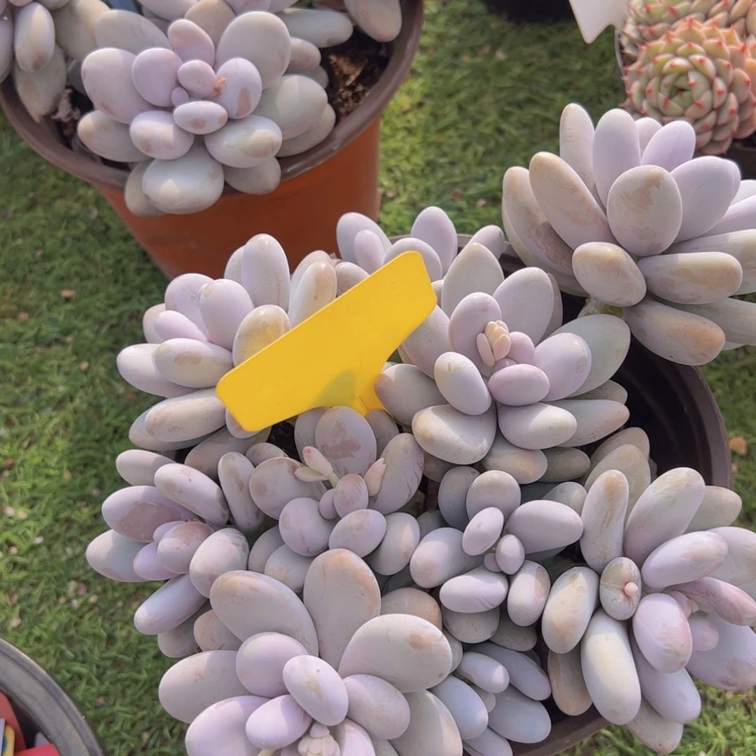 香玉等多种名贵的产品和服务于一体