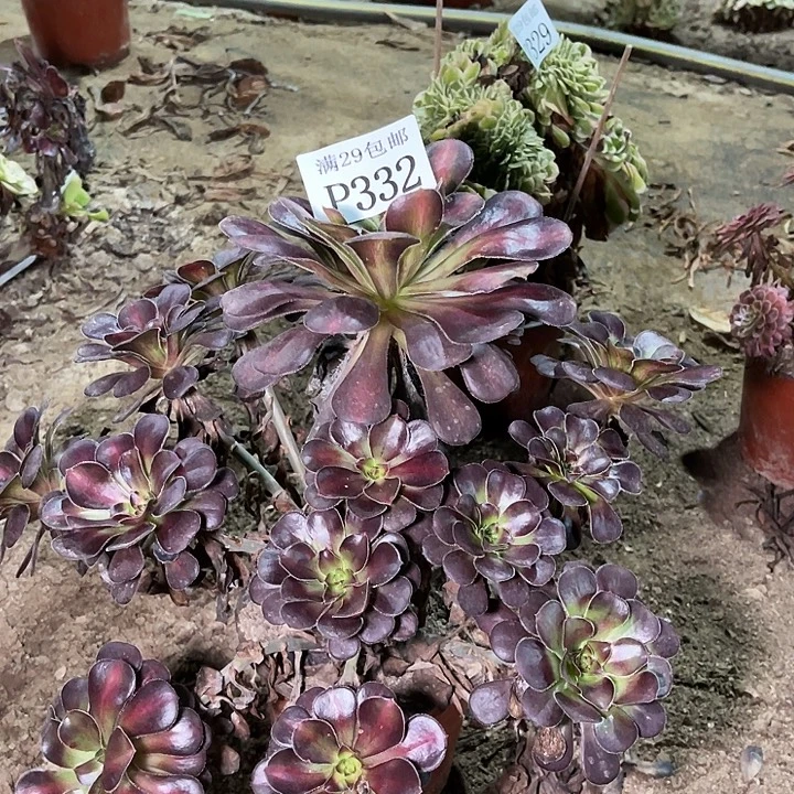 332晚霞多肉植物