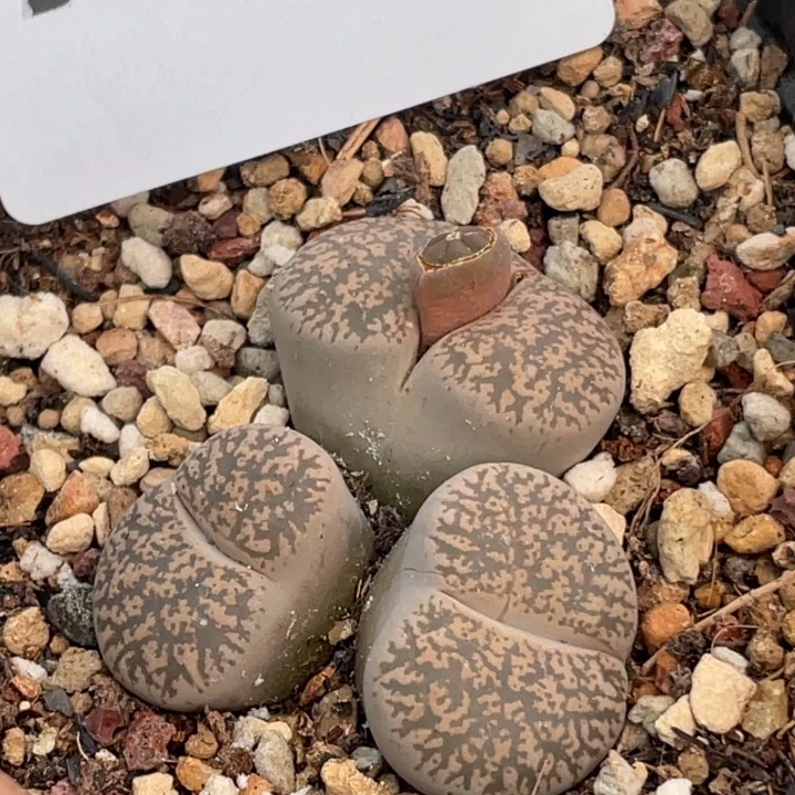 707白弁天母本3头群