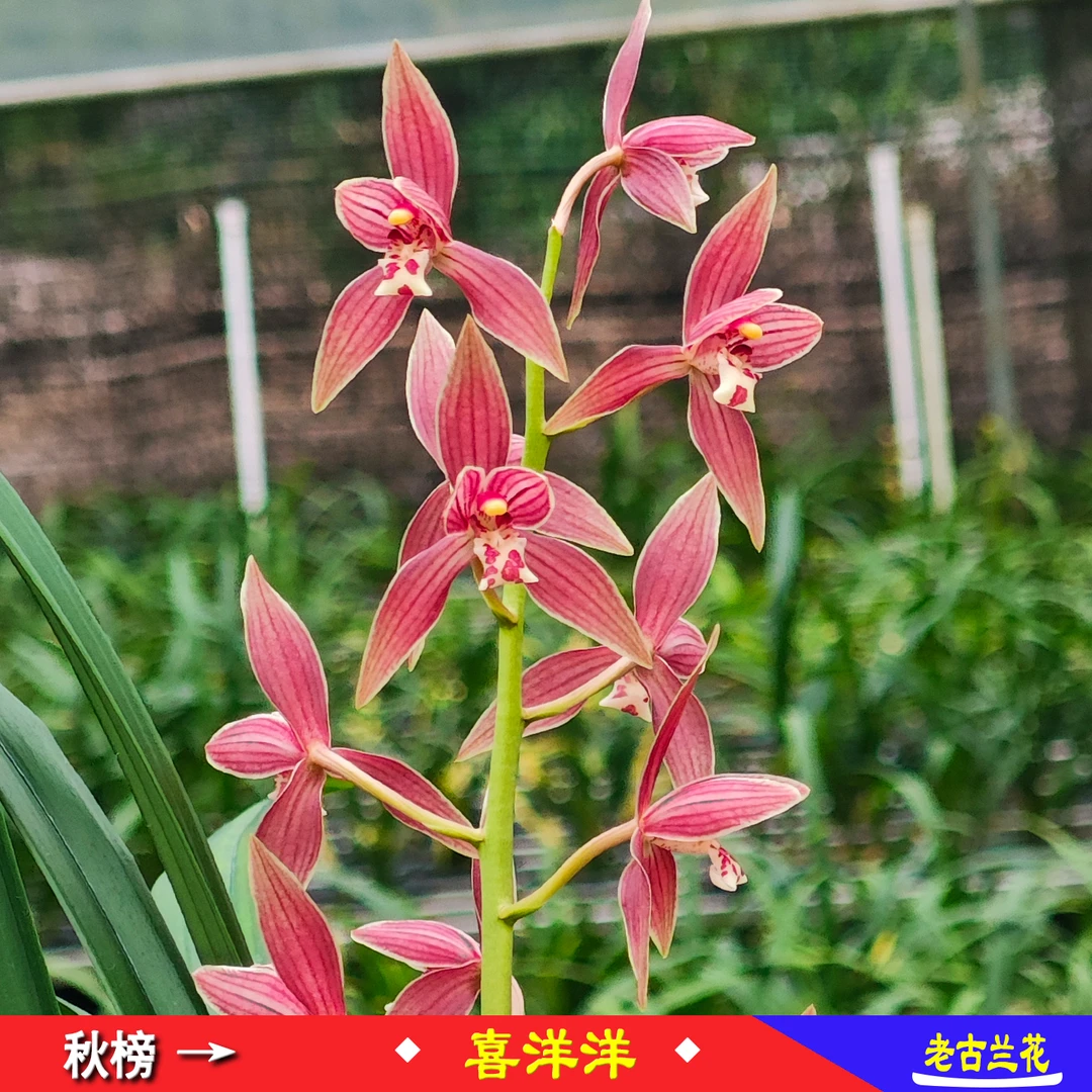 秋榜红花【喜洋洋】兰花名品经典易栽养盆栽绿植幽远檀香