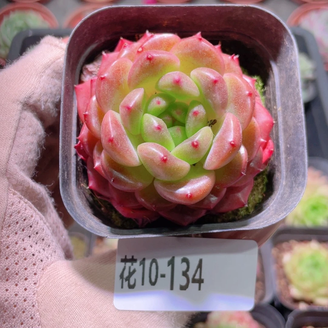 花利美10-134灵翠