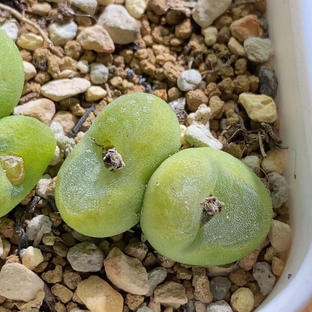 水晶鞋好看好看很好看