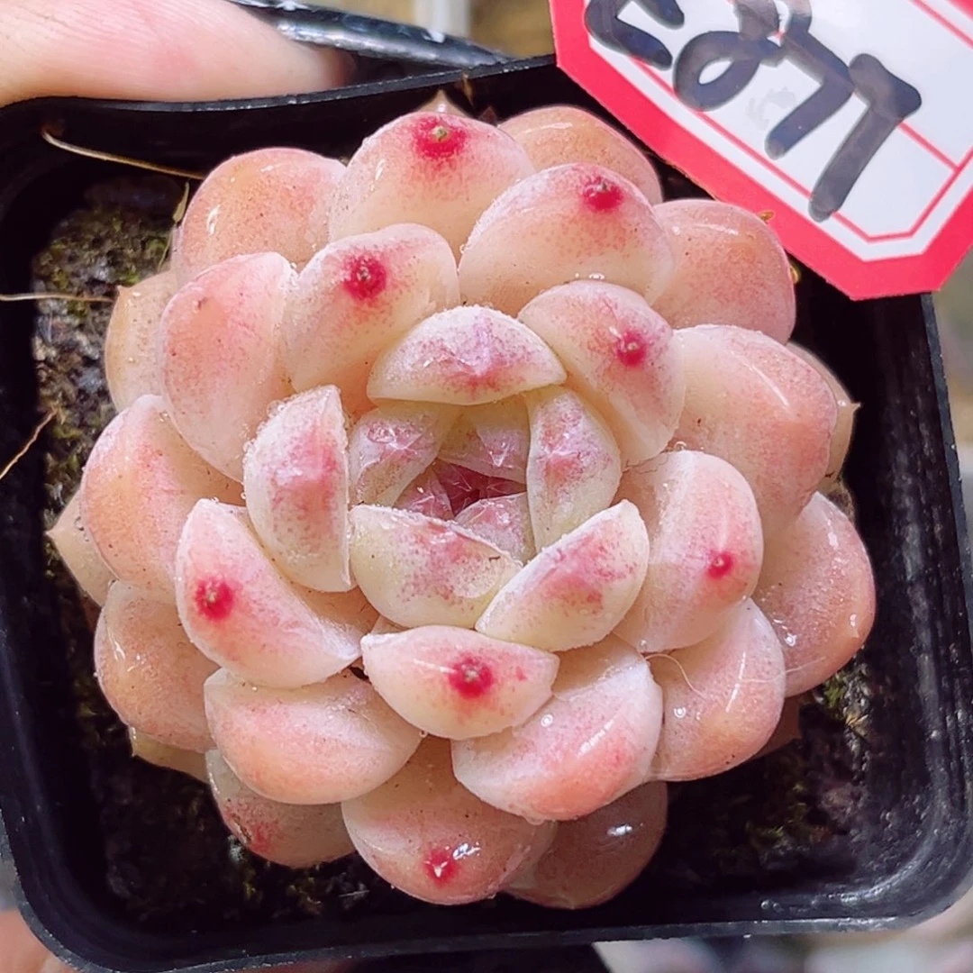 E877一物一拍 如意