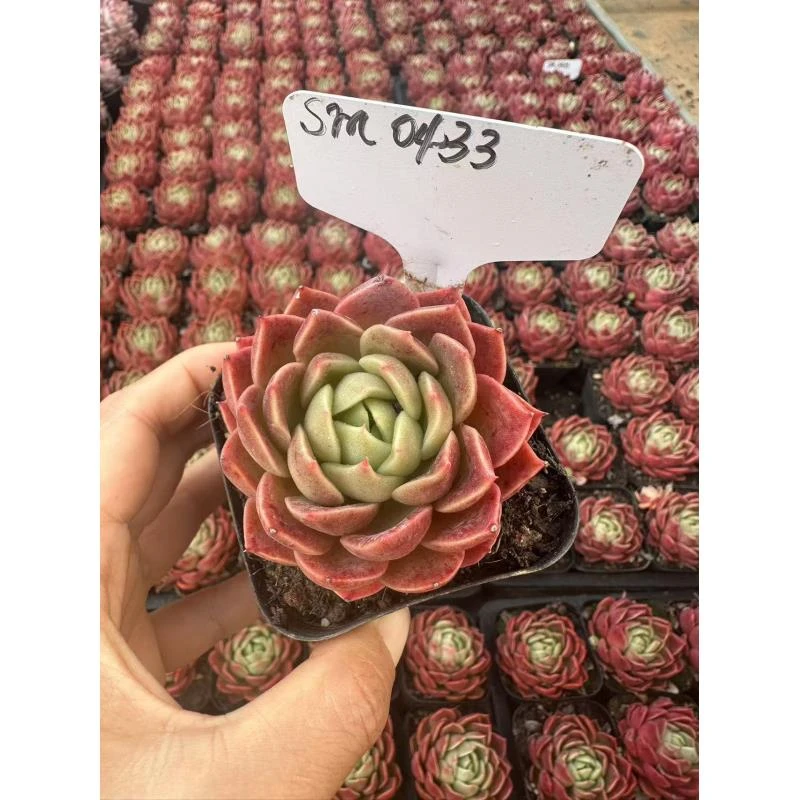 7#双12开播宠粉秀 多肉植物  前男友精品多肉  SM0433