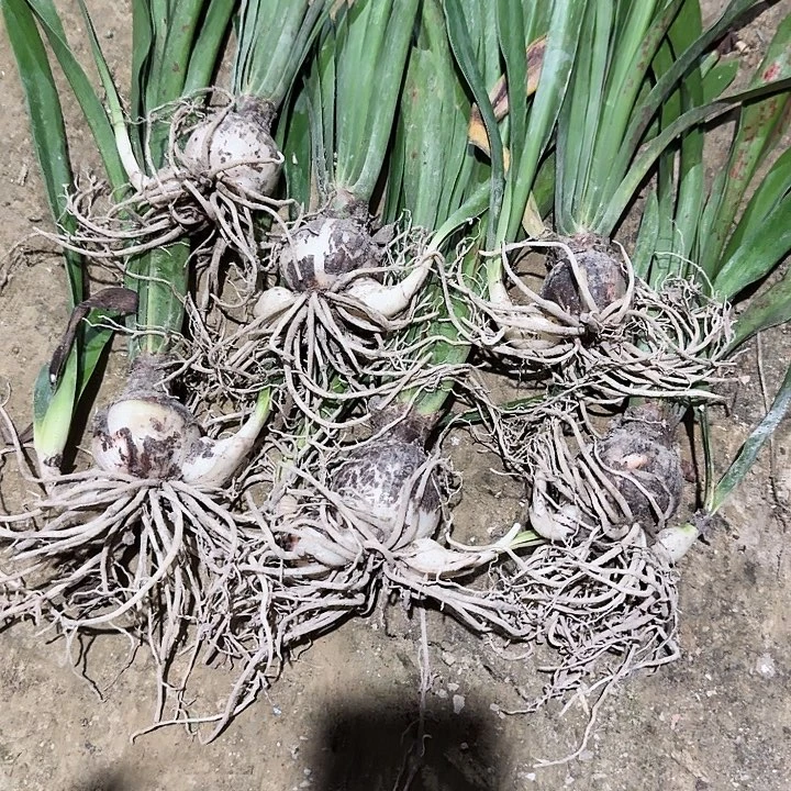 异乡人朱顶红一棵5厘米带侧