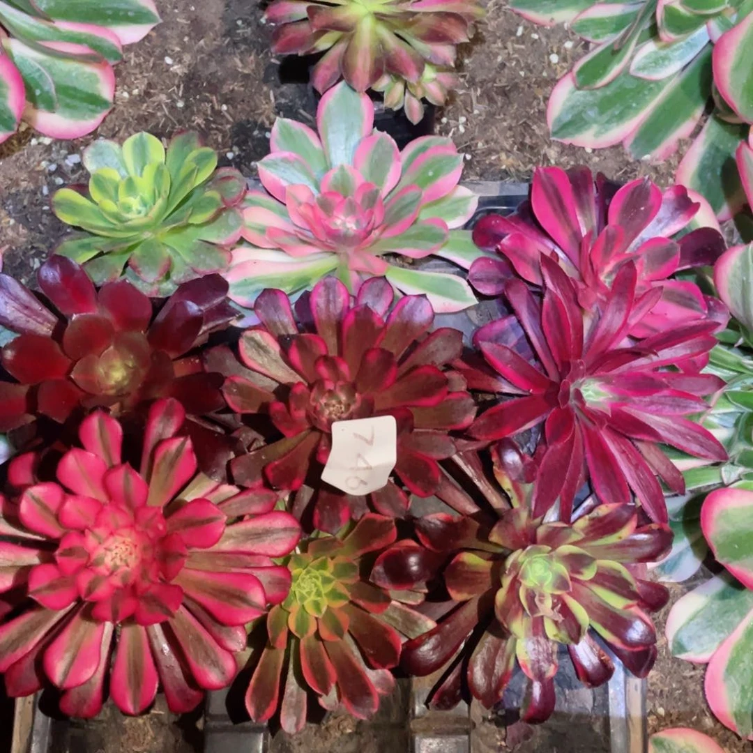 多肉植物10颗746