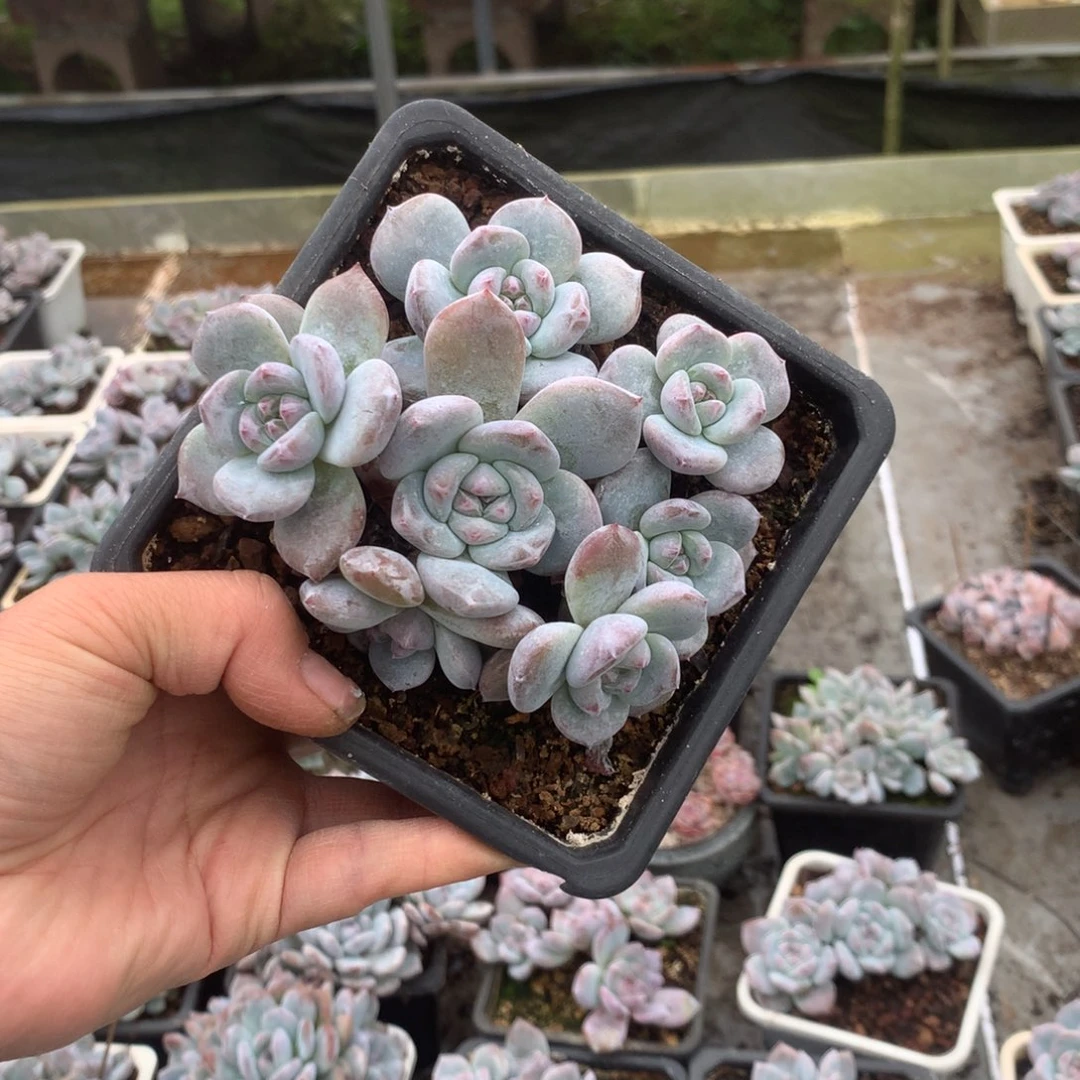 无花朵花花花花花花花花117