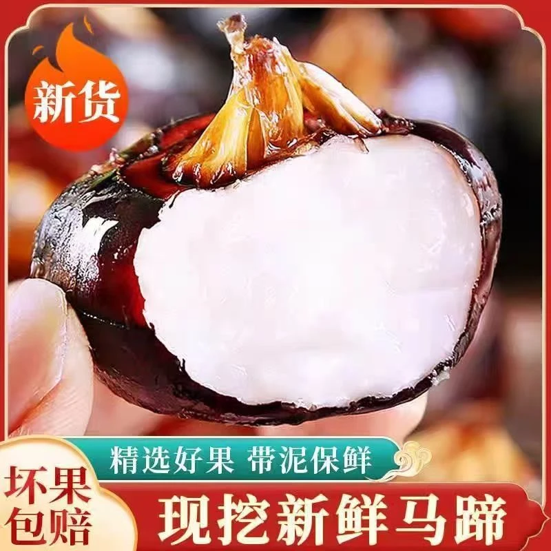 正宗广西马蹄荸荠新鲜水果当季脆甜多汁农家蔬菜现挖地梨包邮