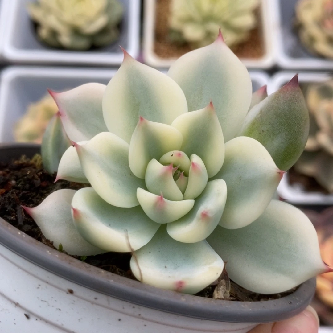 284锦锦锦锦锦锦锦锦