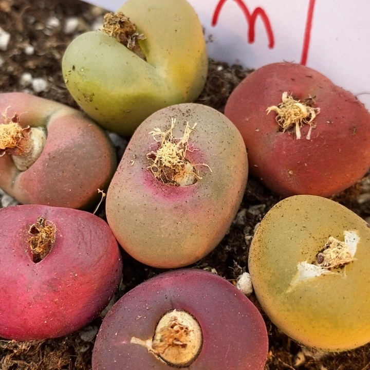 3069有伤一组一组