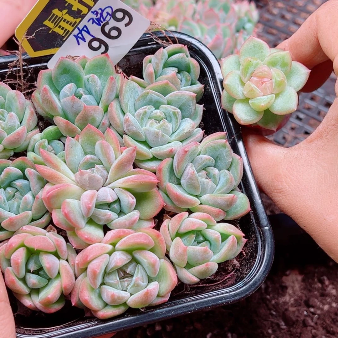 多肉植物多肉植物