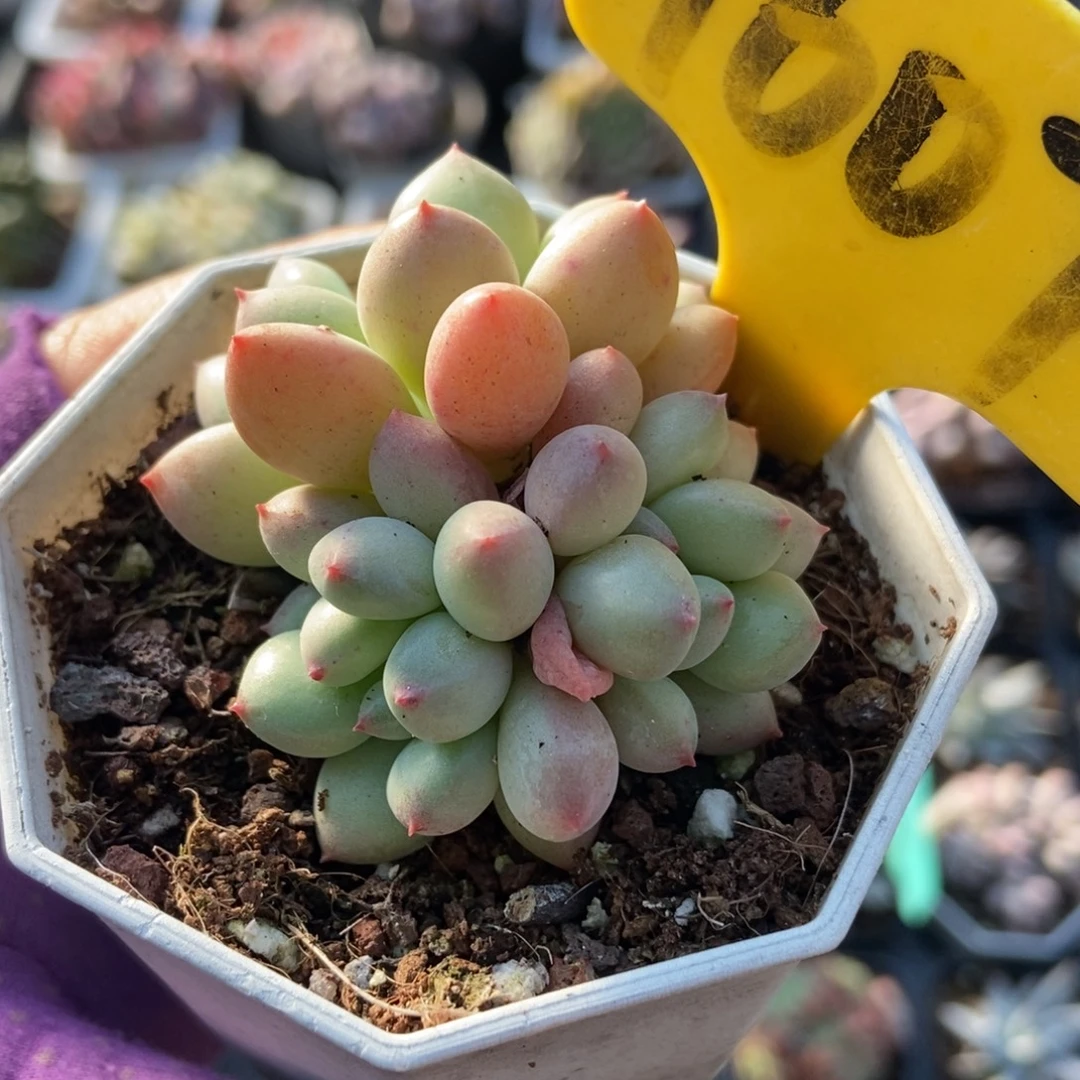 1607萤火虫多肉植物多肉