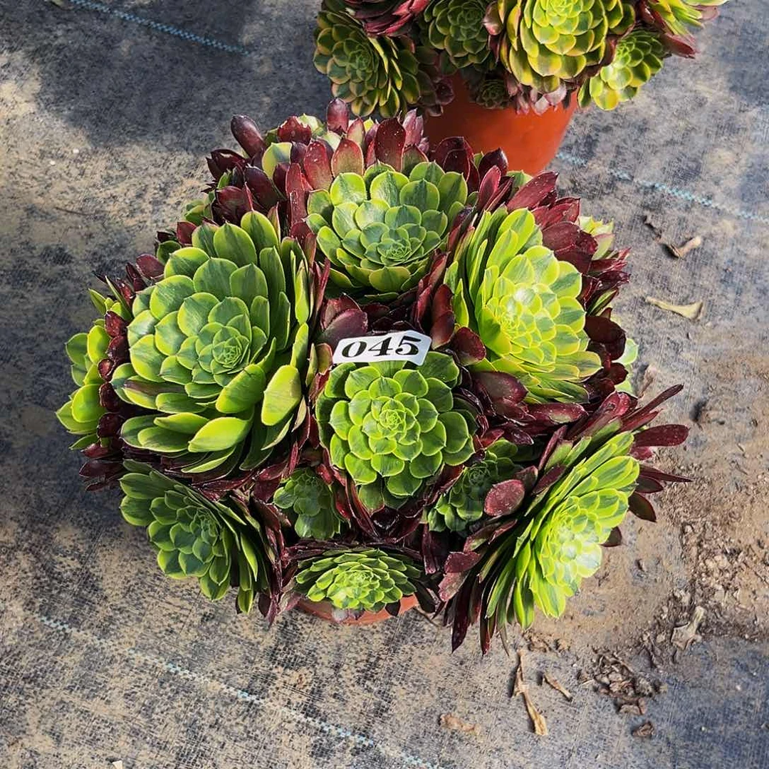 知**乐045朝霞锦福利炸福利出植物