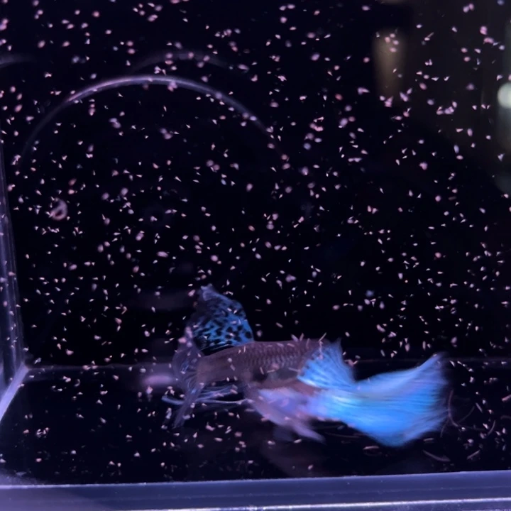 孔雀鱼细喷兰草蝴蝶绒球1对