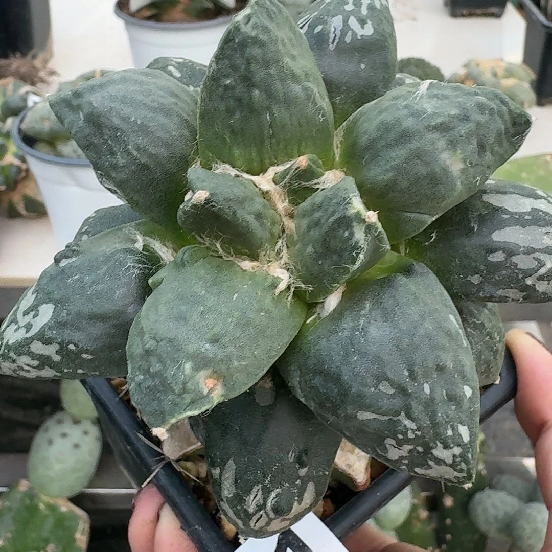 【闪购商品】无花朵小*怒涛141