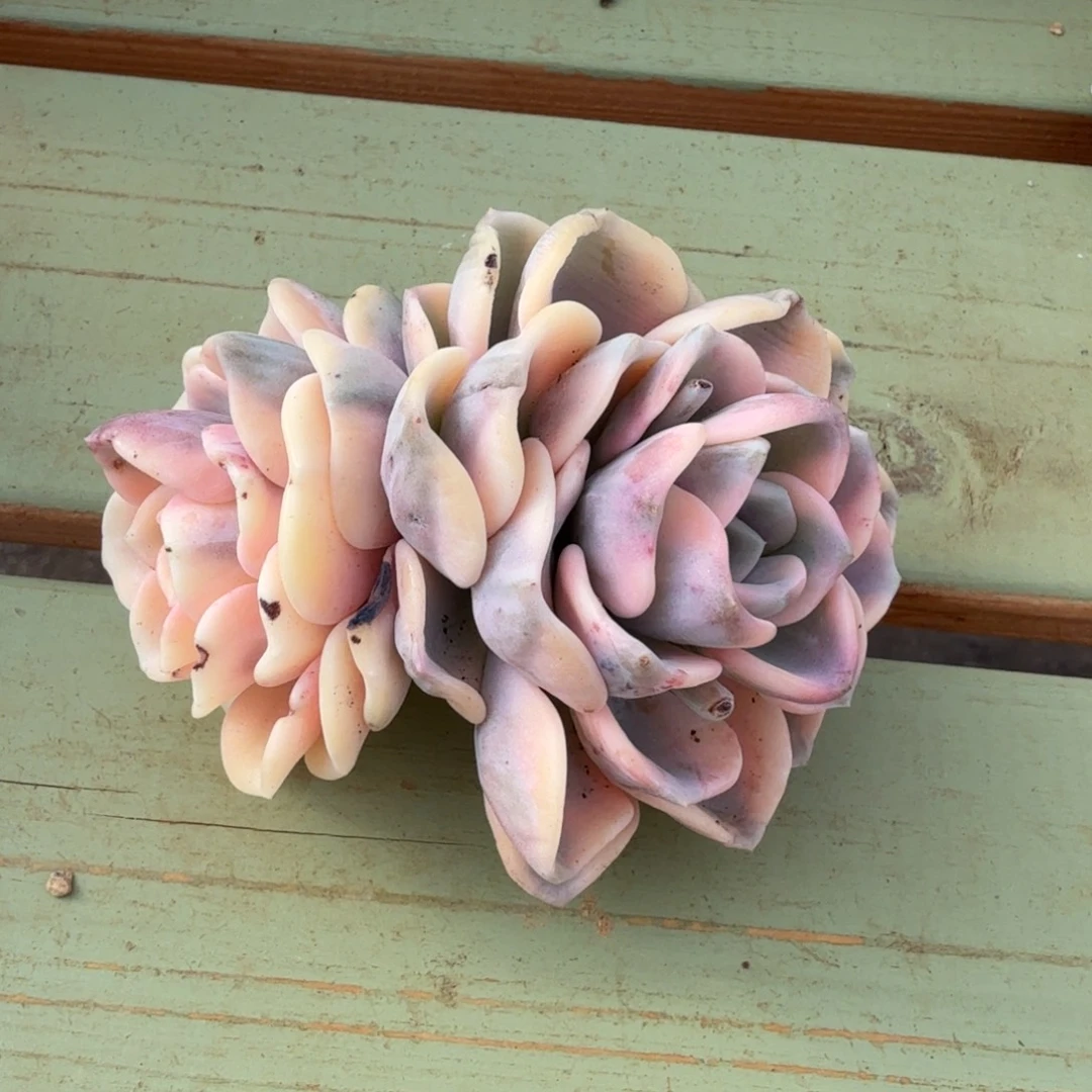 美尻锦双头无根锦上园艺一物一拍