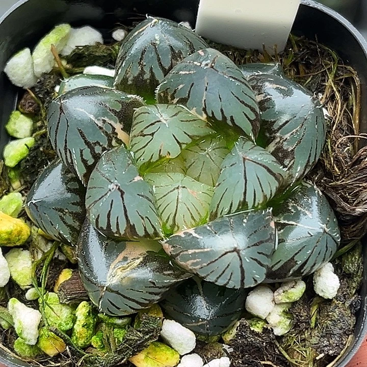 118大窗龙爪玉露锦
