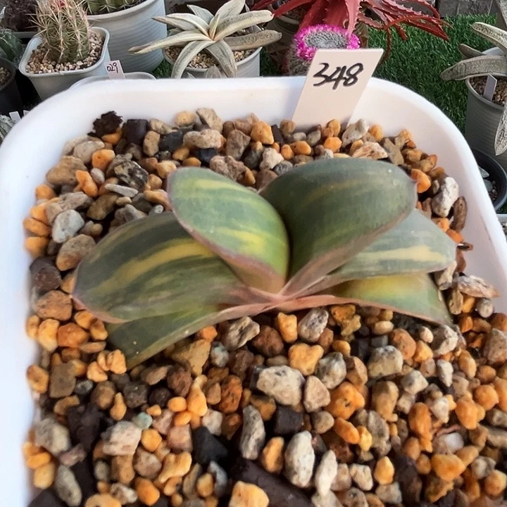 348脱土发货111111111