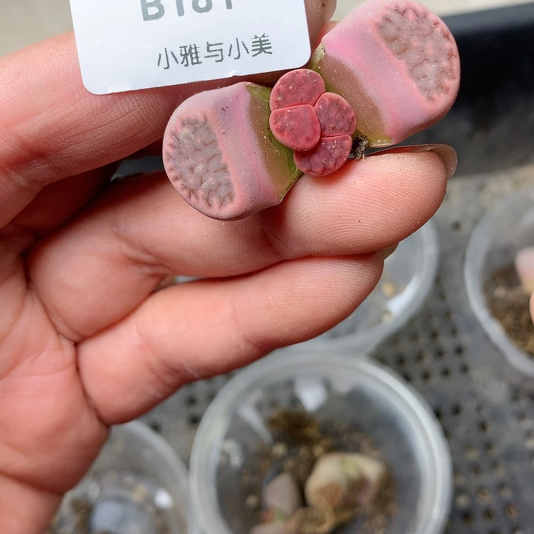 B181多肉植物保护研究所