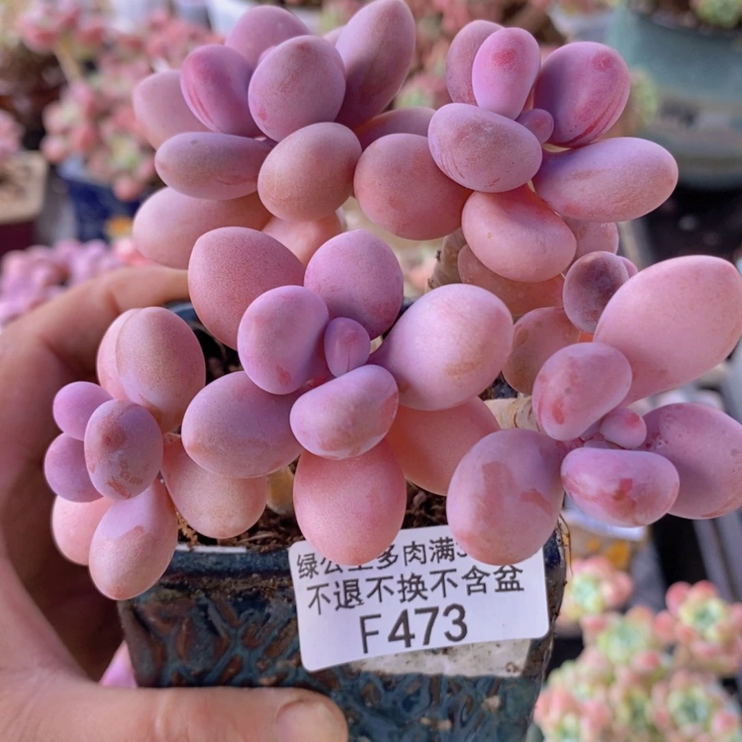 糖果桃蛋老桩有砍9cm473多肉植物