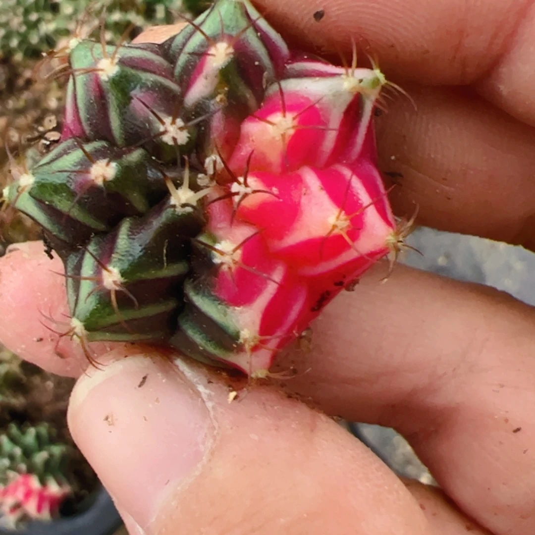 *****当前无花栽培后可以开花