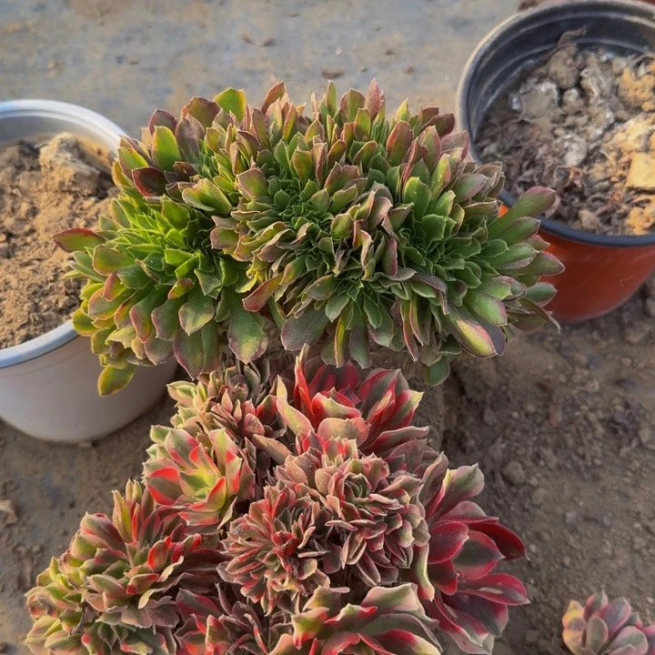 粉女巫玫瑰法师两颗特价257