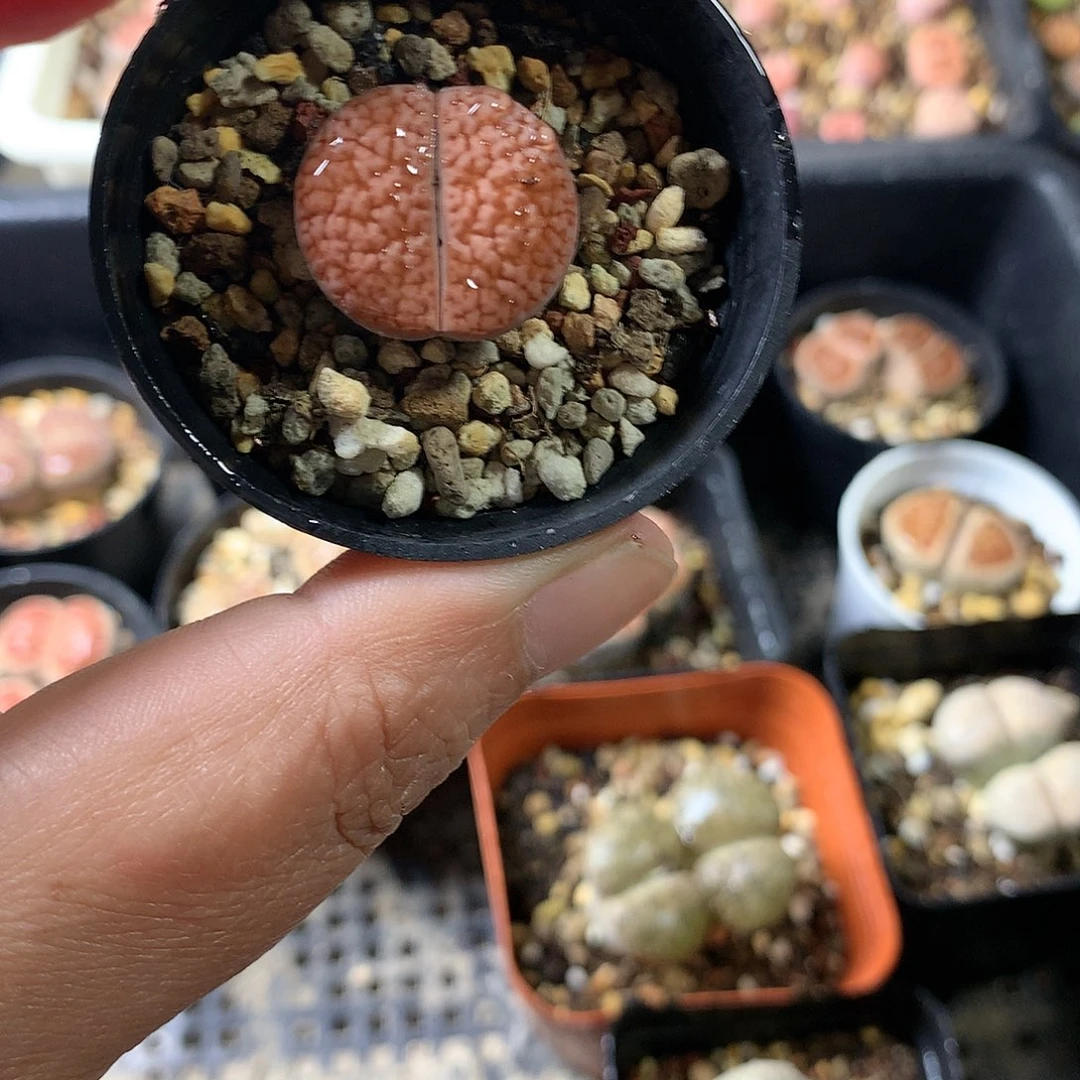 K09多肉植物保护