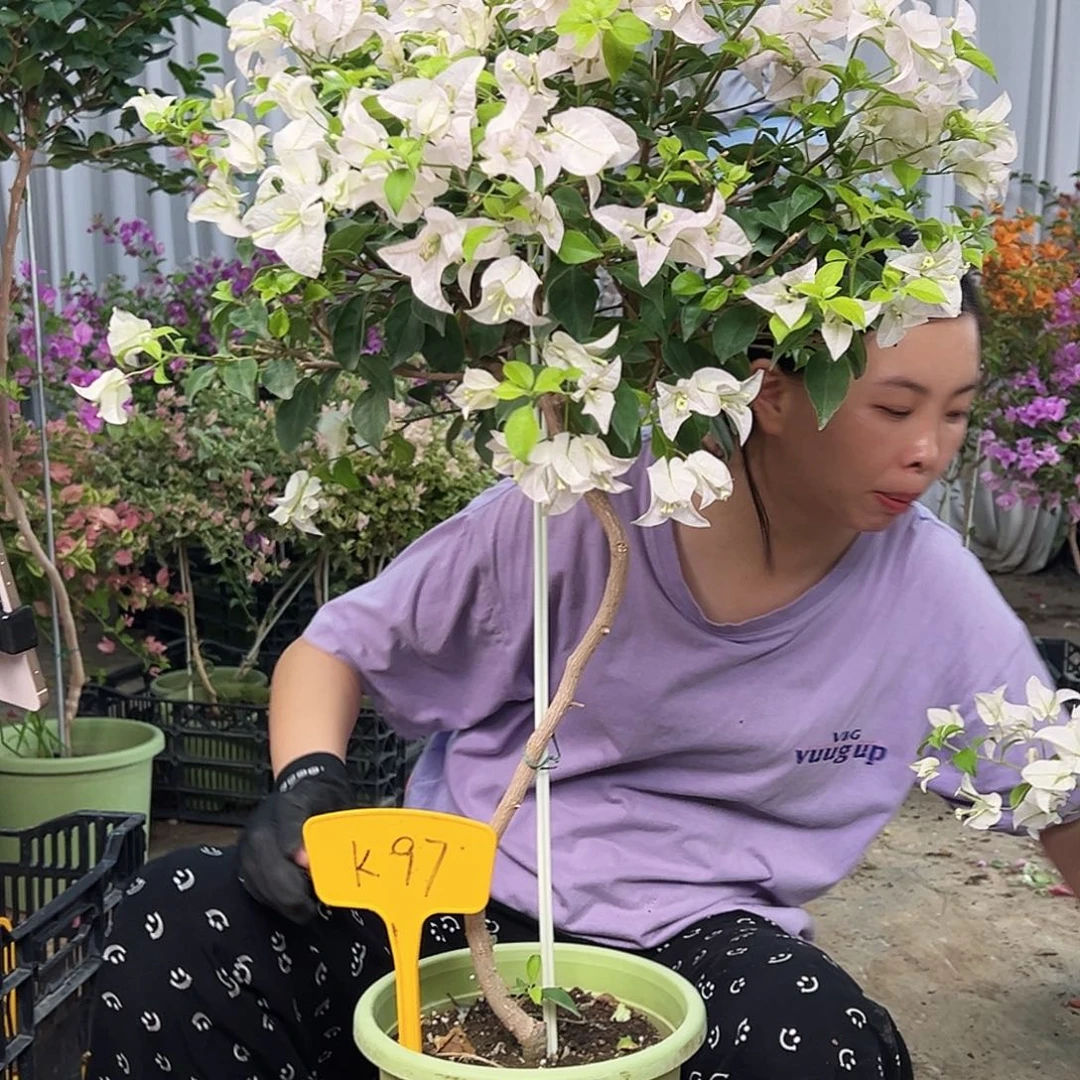 小***果完全开放K97苹果苹果