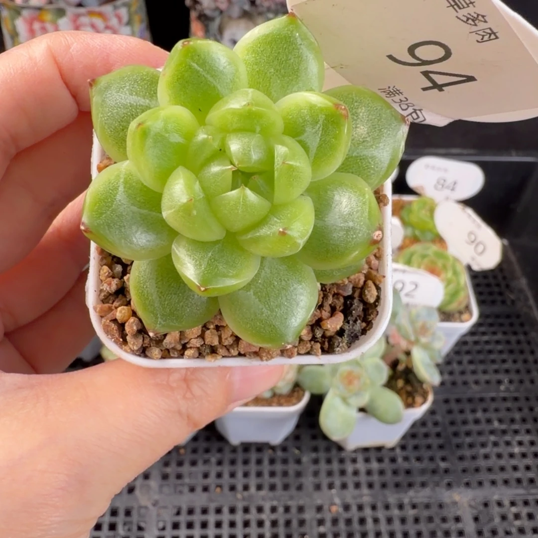 银月珍妮单头94号一颗