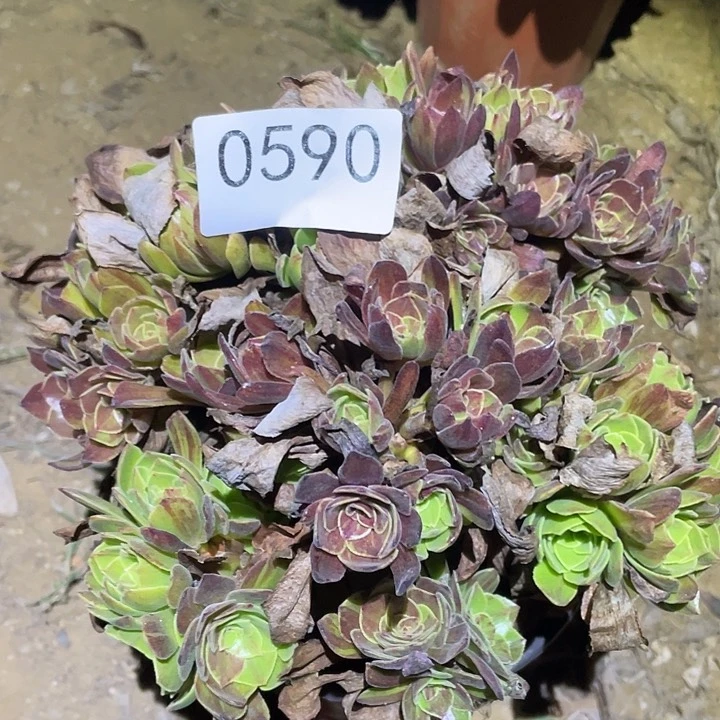 多肉植物法师590花月夜
