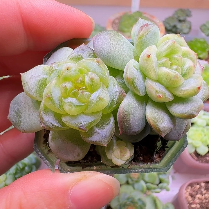 飘枝甜心群朵朵福利