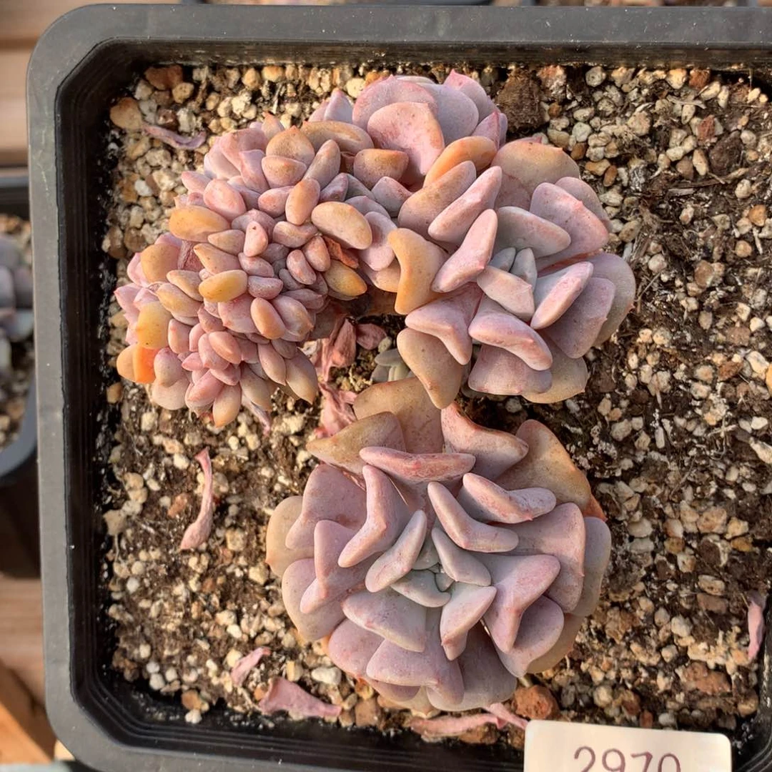 11厘米胸花雪精灵缀2970