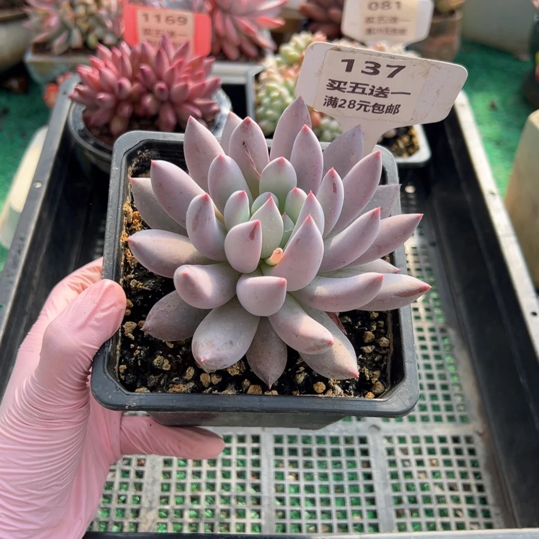 表妹精品多肉植物137.
