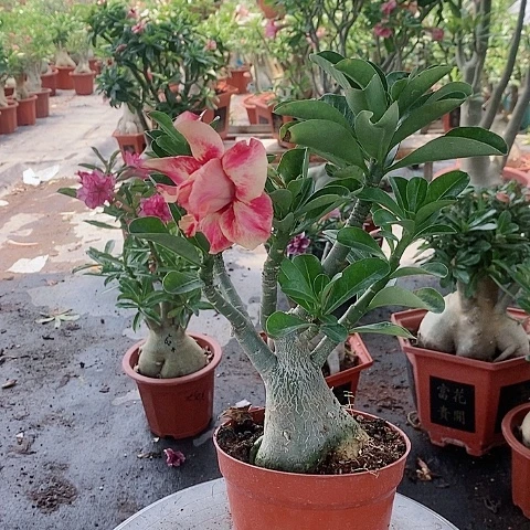 【闪购商品】无花朵ʚ***膀