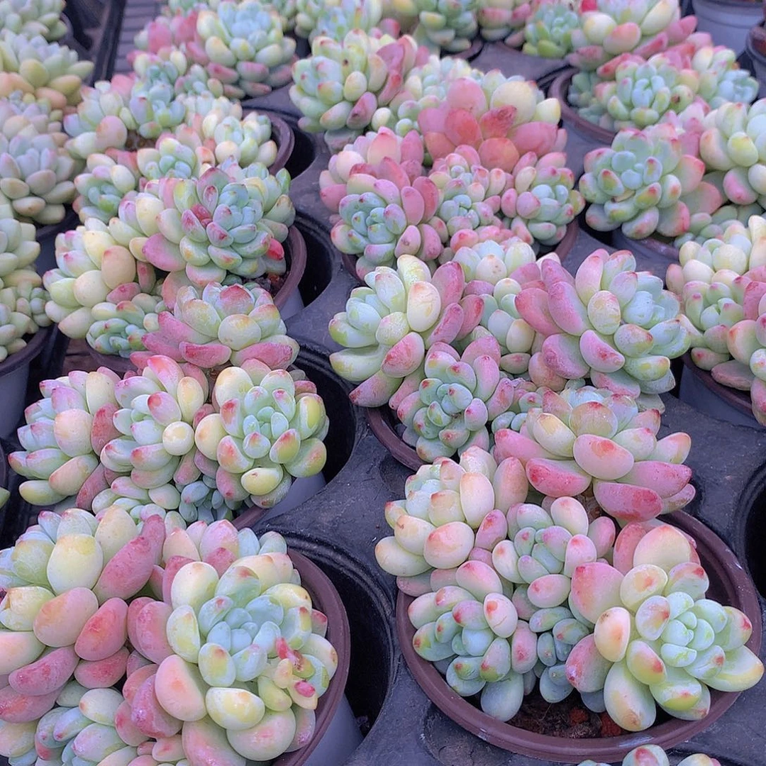 罗琦34567899900000