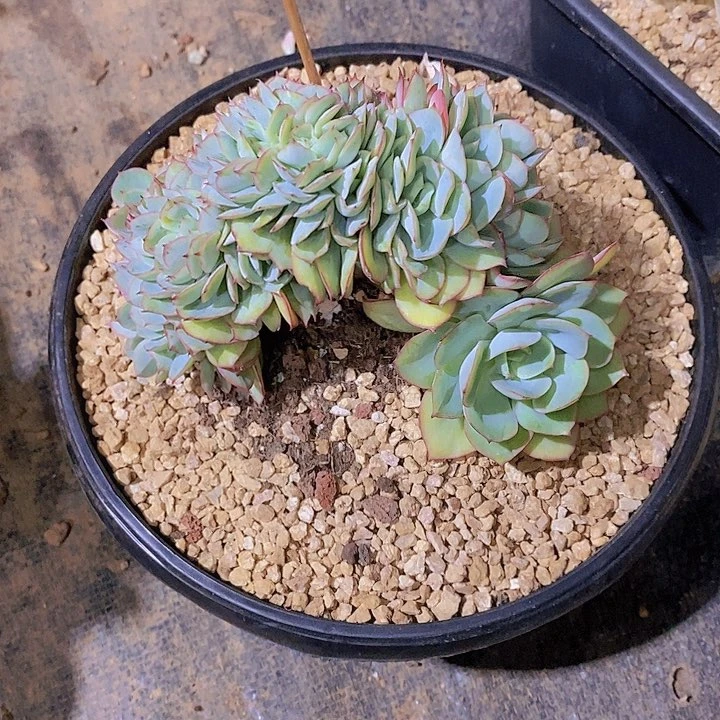 静***听牡丹亭缀化多肉植物