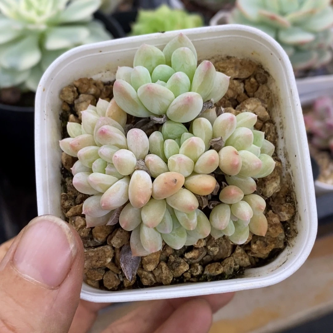 精品多肉一物一拍不包整279