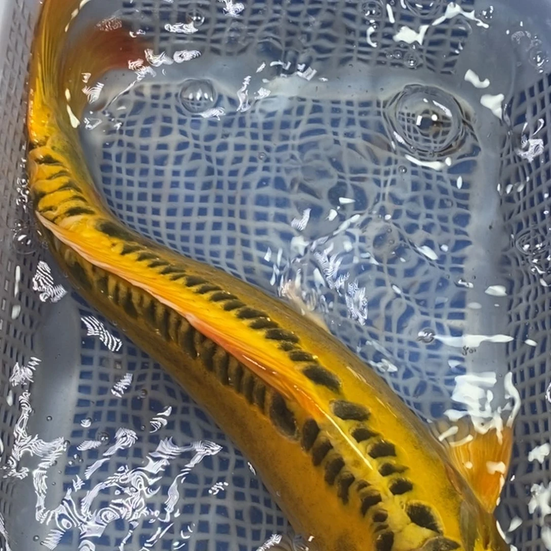 锦鲤冷水锦鲤包邮