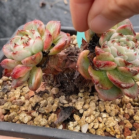 682多肉植物老桩