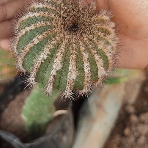 完全开放585尤伯球无根