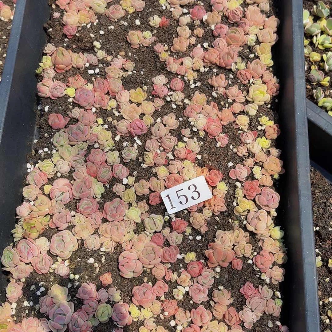 玩****海多肉植物多肉植物153