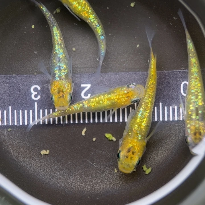 海水鱼猫饭星光2号