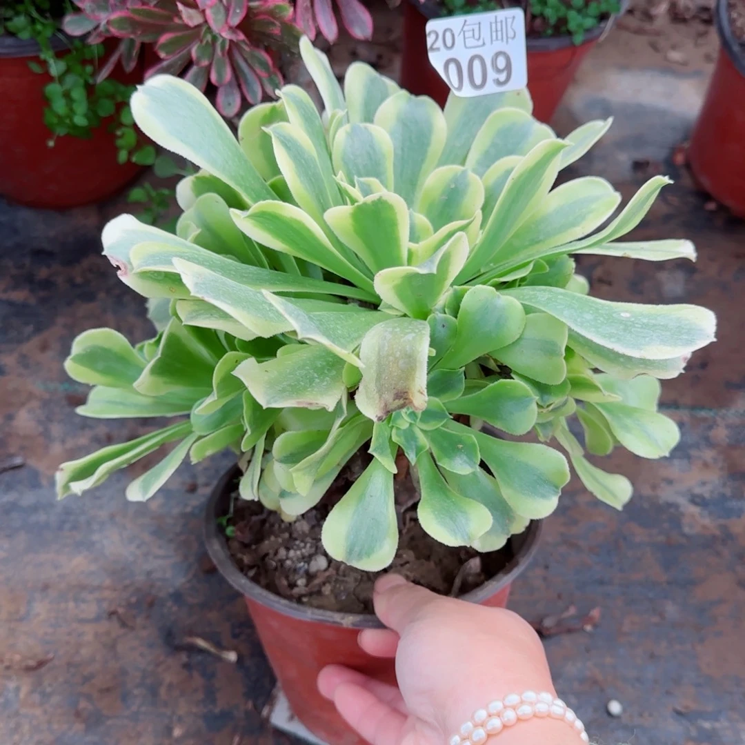 绿豆沙009满20包邮断枝不包