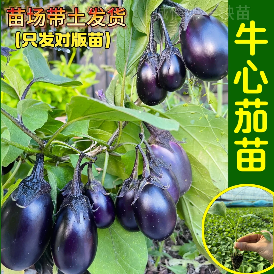 特大牛心紫罐茄子秧苗量大批发盆栽紫黑茄子苗四季种植蔬菜苗
