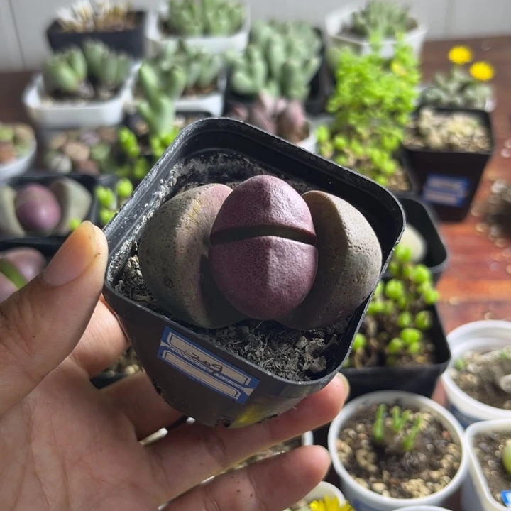 209 紫帝玉多肉植物