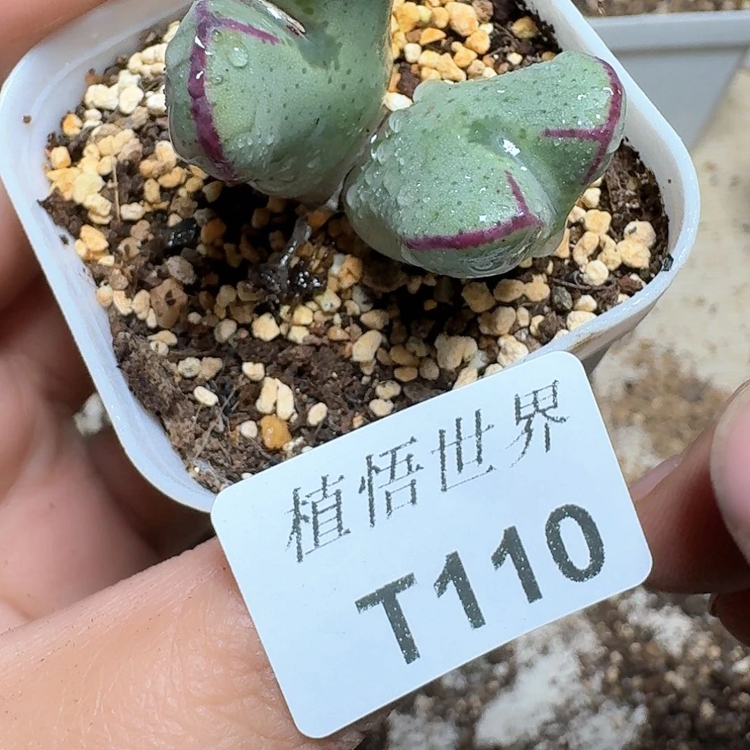 110盒多肉植物哇c v