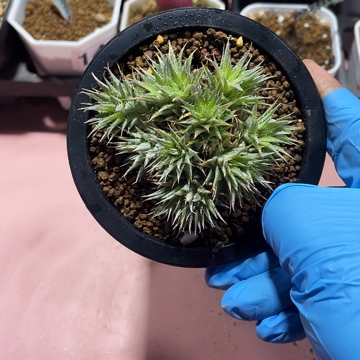 @***@226玻利维亚坨坨凤